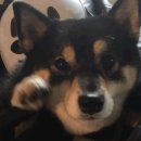 이리오개 이미지