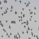호곡리의 가창오리(Baikal teal) 이미지