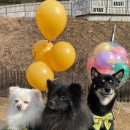 견고하개 이미지