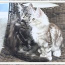 수원고양이분양 고사남 본점 | 관악구메인쿤고양이분양 완전 대박 후기