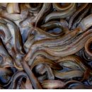 미꾸라지세상 이미지