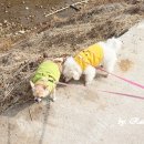 좋은강아지 | 기호성 좋은 강아지 사료 급여한 후기