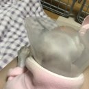 금쪽같은내새끼 동물병원 | 11살 말티즈 양측 슬개골 + 좌측 십자인대 수술 후기 (3) / 허브 간호 일지