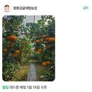 알뜰 농장 | 제주겨울여행 레드향 따기 체험, 지금 최적기 봉봉감귤체험농장 실구매 장단점 후기