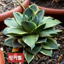 팅커벨