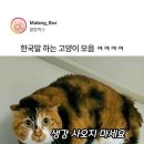 서당냥이도 3년이면 이미지