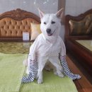 백년옥침대공장직영