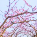 동방산소 이미지