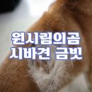 시바견 빗 금빗 주문방법 이중모 강아지 털갈이 일본장인 내돈내산 후기 원시림의곰