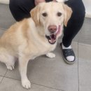 아람동물의료센터 이미지