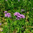 송가네감자탕 이미지