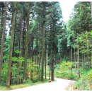 장성 축령산 편백나무 "치유의 숲" 노르딕워킹(9/9 금) 이미지