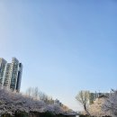 계양지구1 | 인천 계양 서부천 벚꽃길 와이프랑 인천 벚꽃 명소 🌸 처음 가봤는데 대박 서부간선수로 완벽 가이드