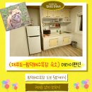 머라이 | 제주도 함덕해수욕장 숙소 후기 머라이펜션>외부,내부,고양이