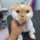 아꼬운몽 이미지