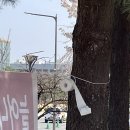 불마카세준 이미지