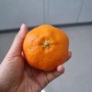 진우농장 | 제주 레드향 구입후기! 진우네황금농장 내돈내산 후기!