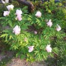 자명농장 이미지