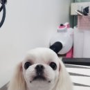 우장동물병원 이미지