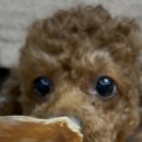 바르개맛있개 이미지