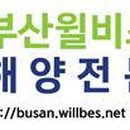 로우선 이미지