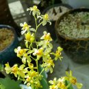 환타지아 이미지