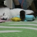 뚜유