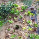 추대농장 이미지