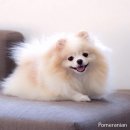 멍뭉이 Daum카페