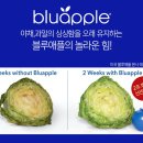 블루애플 이미지