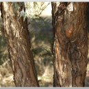 측백나무(측백나무과 측백나무속 상록침엽교목) 이미지