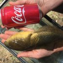(주)캔나우 이미지