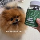 미래메디 | 근육 회복 관절 영양제] 제품 선택 이유 강아지 관절 근육 슬개골 탈구 급여 후기 메디퍼피 한달 급여 후기