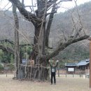 의령 세간리 은행나무 이미지
