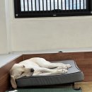 486독캠프 이미지