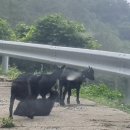 능양민박 네이버블로그
