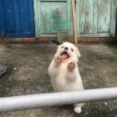 목포을지의원 | 화이자 백신 후기(2차) 1일차