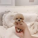 토이주니