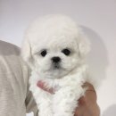 헬로독 이미지