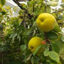 (온라인)건강한 밥상 이미지