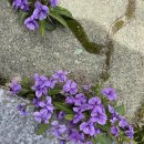 전남도청비둘기어린이집 | [목포 남악 벚꽃] 전남 벚꽃 명소 전남 도청 호수공원(벌써 벚꽃 엔딩 벚꽃아 지지마!)