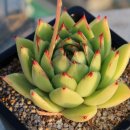 라노비아 이미지