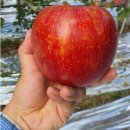 달콤한 사과이야기 이미지