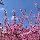 치상농장 이미지