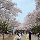 꾸하 | [인천대공원] 벚꽃, 시민공원역 애견동반, 꾸하, 로띠에식당