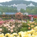 장미축제 이미지