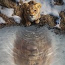 Mufasa The Lion King 이미지