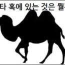 낙타 혹에 들어있는 것은 뭘까 이미지