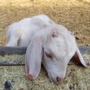 승원보아 염소나라 이미지