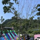 도화지오토캠핑장 이미지